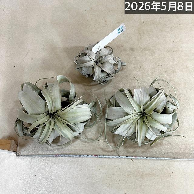 エアプランツ キセログラフィカ 9