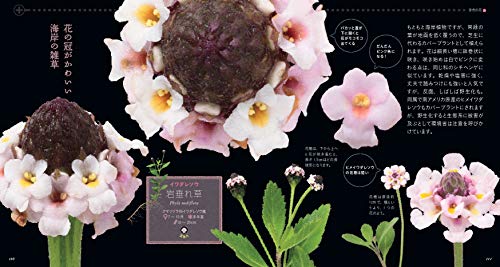 もっと美しき小さな雑草の花図鑑 8