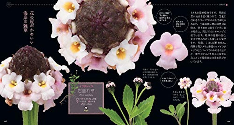 もっと美しき小さな雑草の花図鑑 8