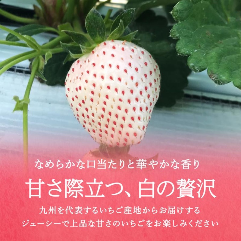 パールホワイト 3