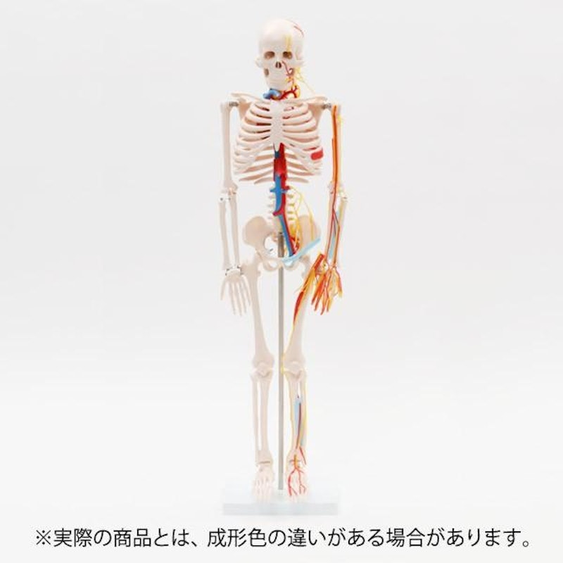 国際規格認証品】等身大 人体模型 170cm 神経根有り コンセプト 国際規格認証品】等身大 人体模型 170cm 神経根有り コンセプト