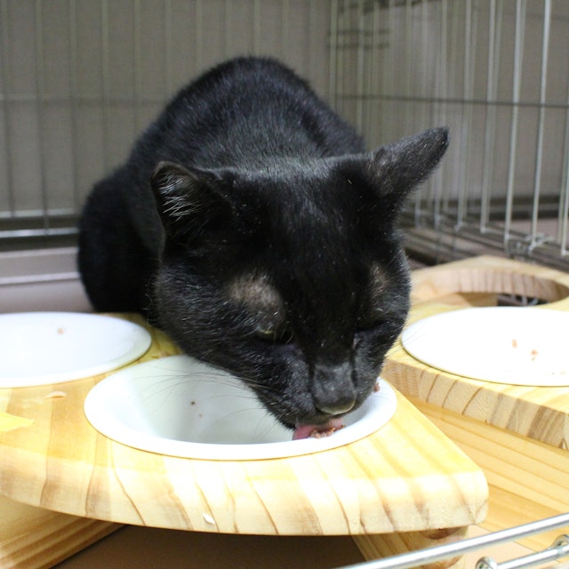 トップバリュ 猫缶 血合いベース かつお まぐろを全35商品と比較 口コミや評判を実際に使ってレビューしました Mybest