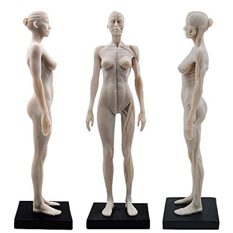 女性 人体モデル 2