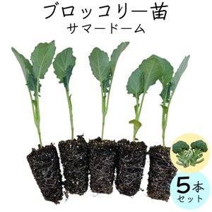 21年 家庭菜園向け野菜のおすすめ人気ランキング8選 Mybest