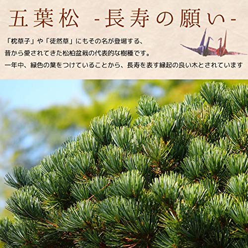 遊恵盆栽 ミニ盆栽 五葉松 3