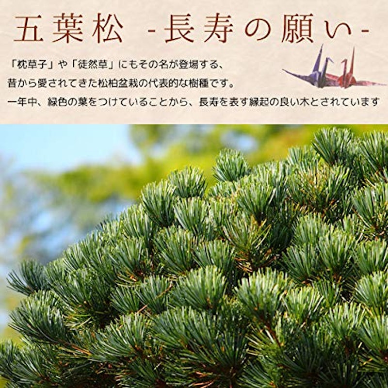 遊恵盆栽 ミニ盆栽 五葉松 3