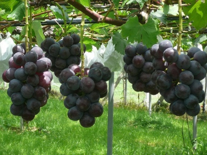 21年 関東近郊のぶどう狩りスポットのおすすめ人気ランキング15選 Mybest 21年 関東近郊のぶどう狩りスポットのおすすめ人気ランキング15選 Mybest