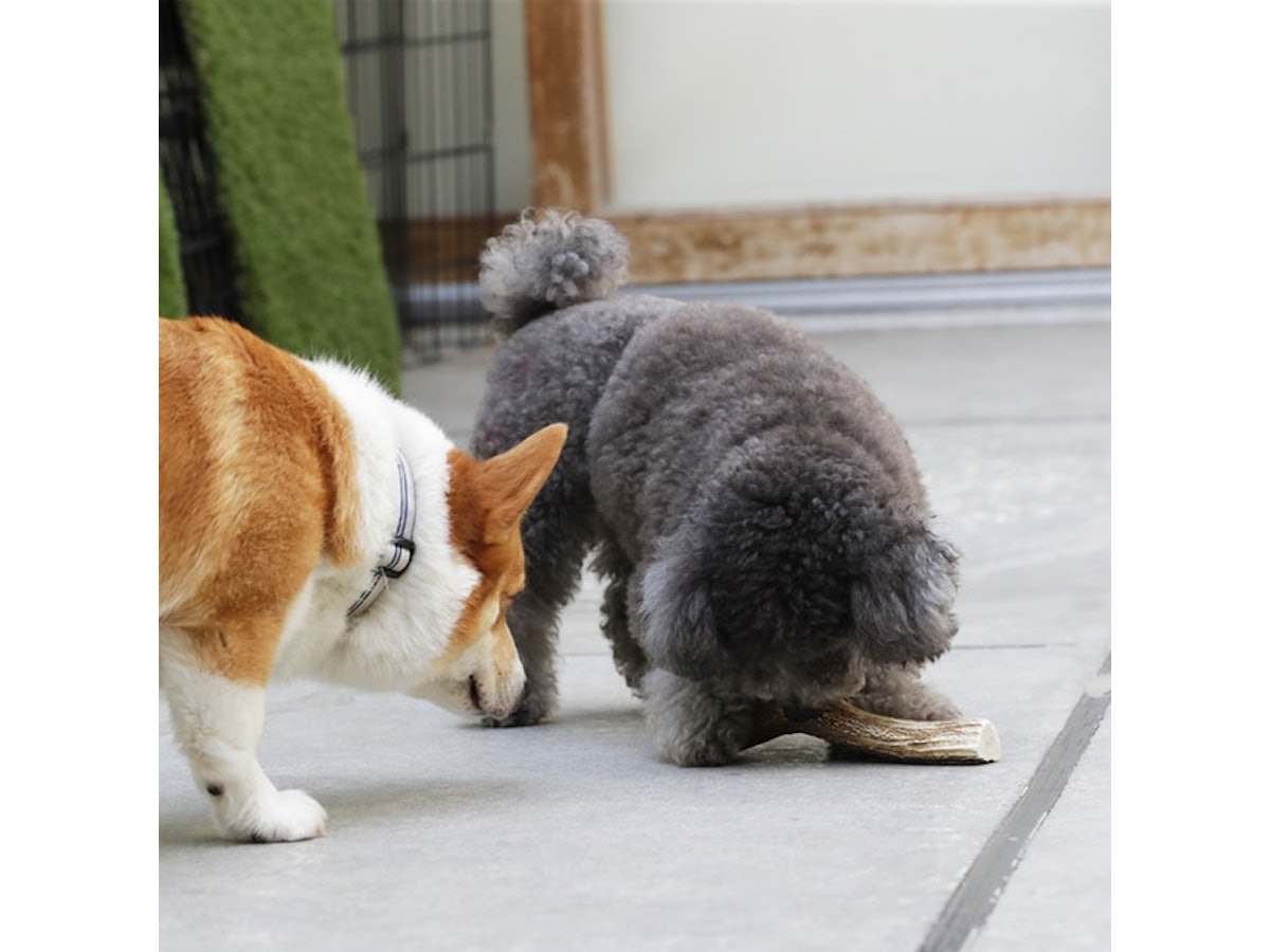 イチカワクリーニング 鹿の角を全15商品と比較 口コミや評判を実際に使ってレビューしました Mybest イチカワクリーニング 鹿の角を全15商品と比較 口コミや評判を実際に使ってレビューしました Mybest