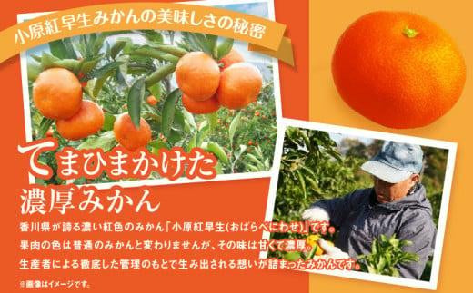 ご家庭用小原紅早生みかん 2