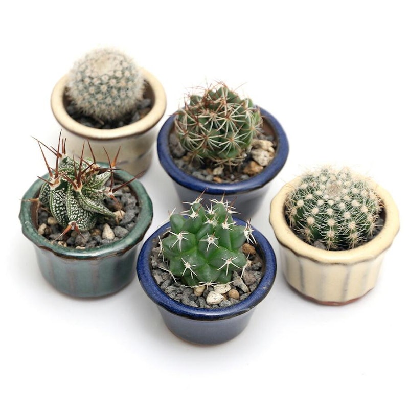 おまかせプチサボテン 豆鉢植え 鉢色おまかせ 1