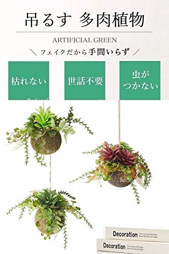 多肉植物 苔玉  2