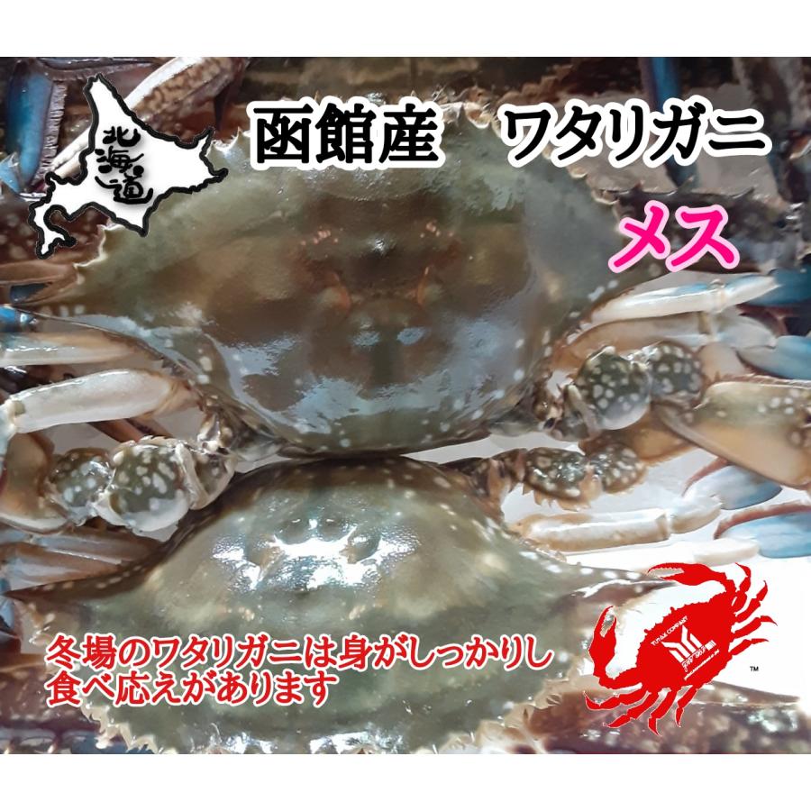 ワタリガニ 1