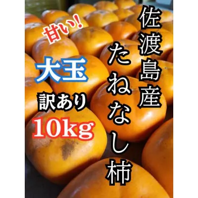 大玉たねなし柿 1