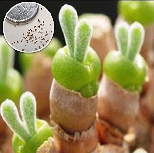 22年 多肉植物のおすすめ人気ランキング45選 Mybest 22年 多肉植物のおすすめ人気ランキング45選 Mybest