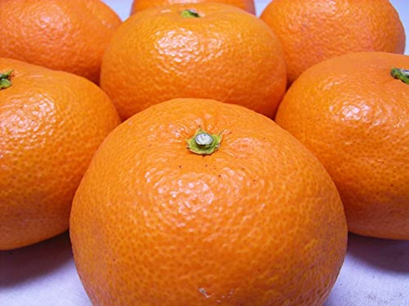 訳ありあまり美味しくないみかん 1