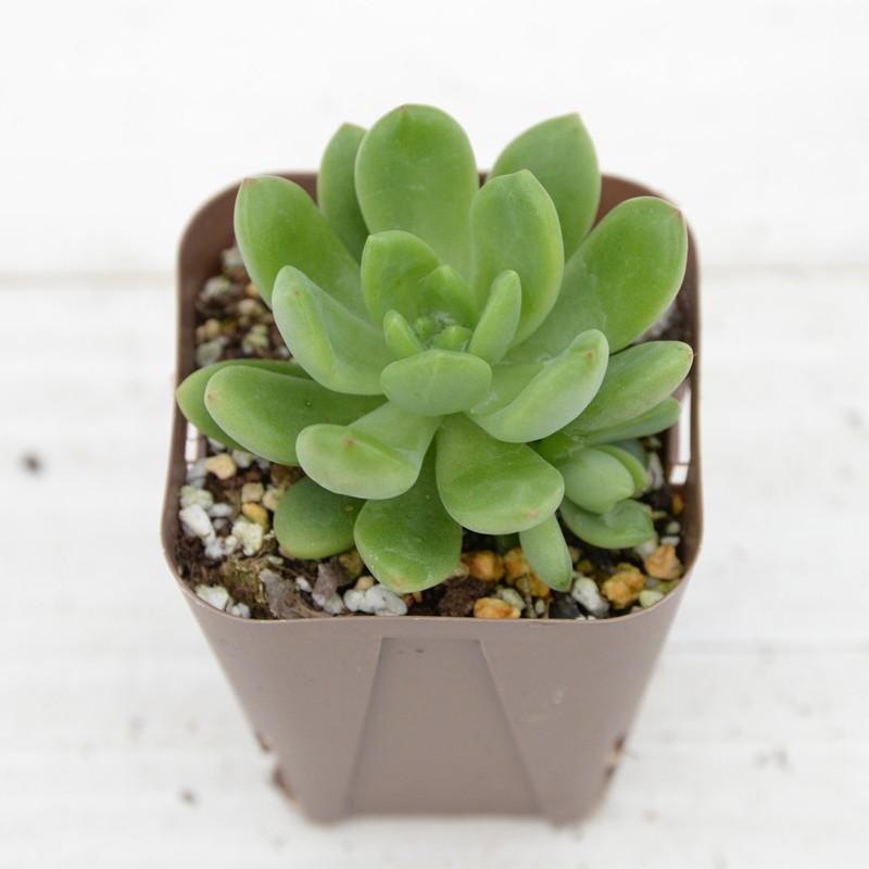 多肉植物 中型鉢植え 緑と紫の葉*3 多肉植物 中型鉢植え 緑と紫の葉*3 多肉植物 中型鉢植え 緑