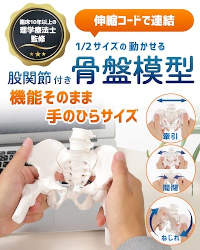 グイッと動かせる大腿骨付きミニ骨盤模型 2