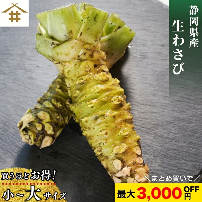  静岡県産 根わさび 大・小 1