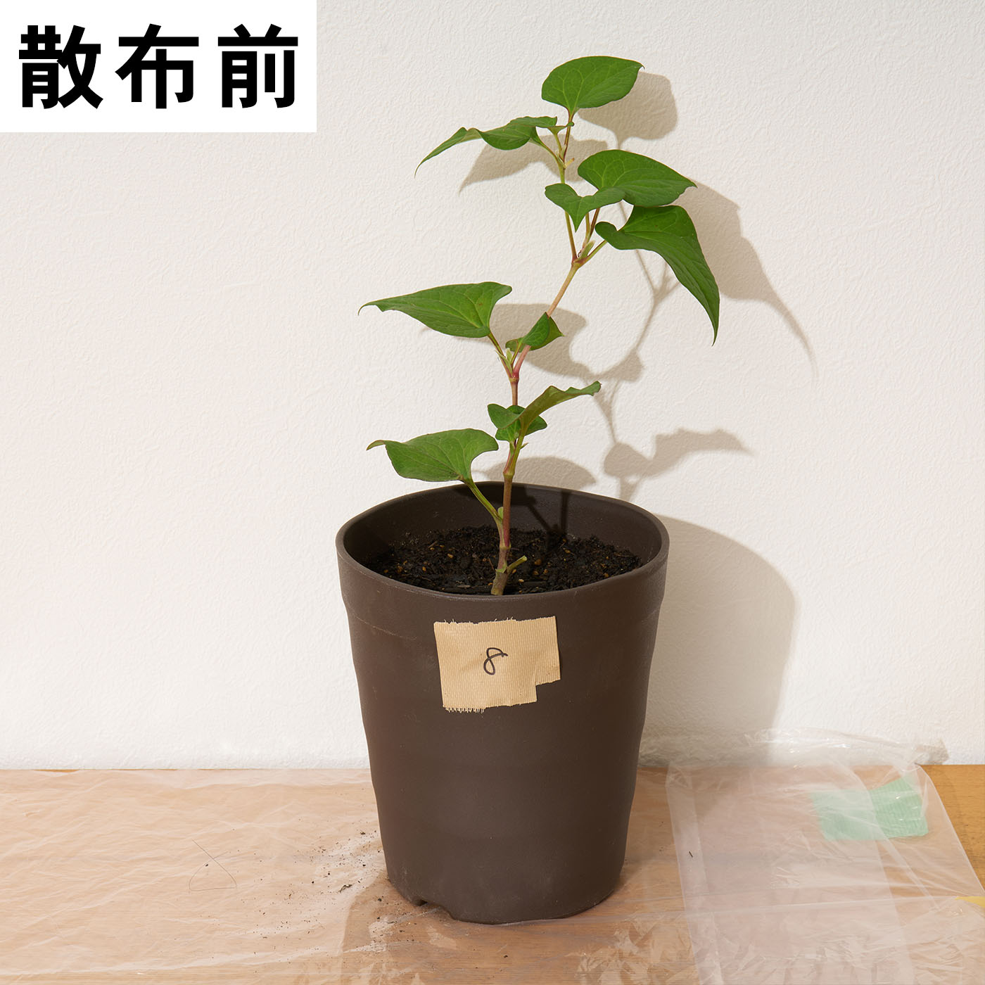 オーシマ小野商事 はやく効くお酢の除草剤を検証レビュー！除草剤の選び方も紹介 4