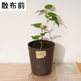 オーシマ小野商事 はやく効くお酢の除草剤を検証レビュー!除草剤の選び方も紹介 4