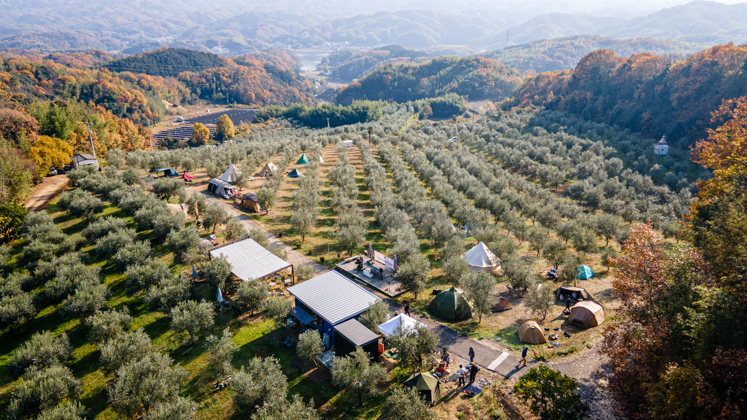 Oki olive 1