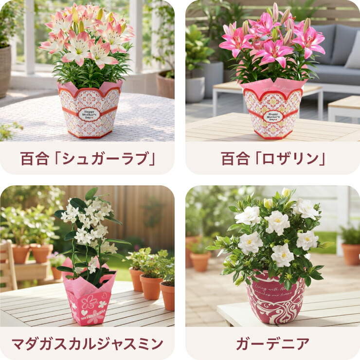 鉢花ギフト 2