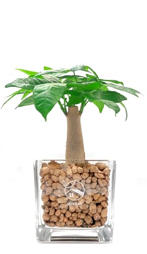 安い観葉植物のおすすめ人気ランキング【2026年5月】 2
