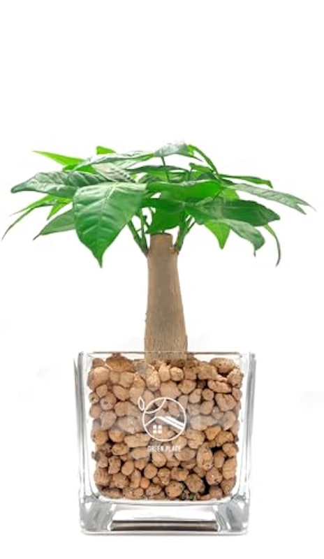 土を使わない観葉植物 1