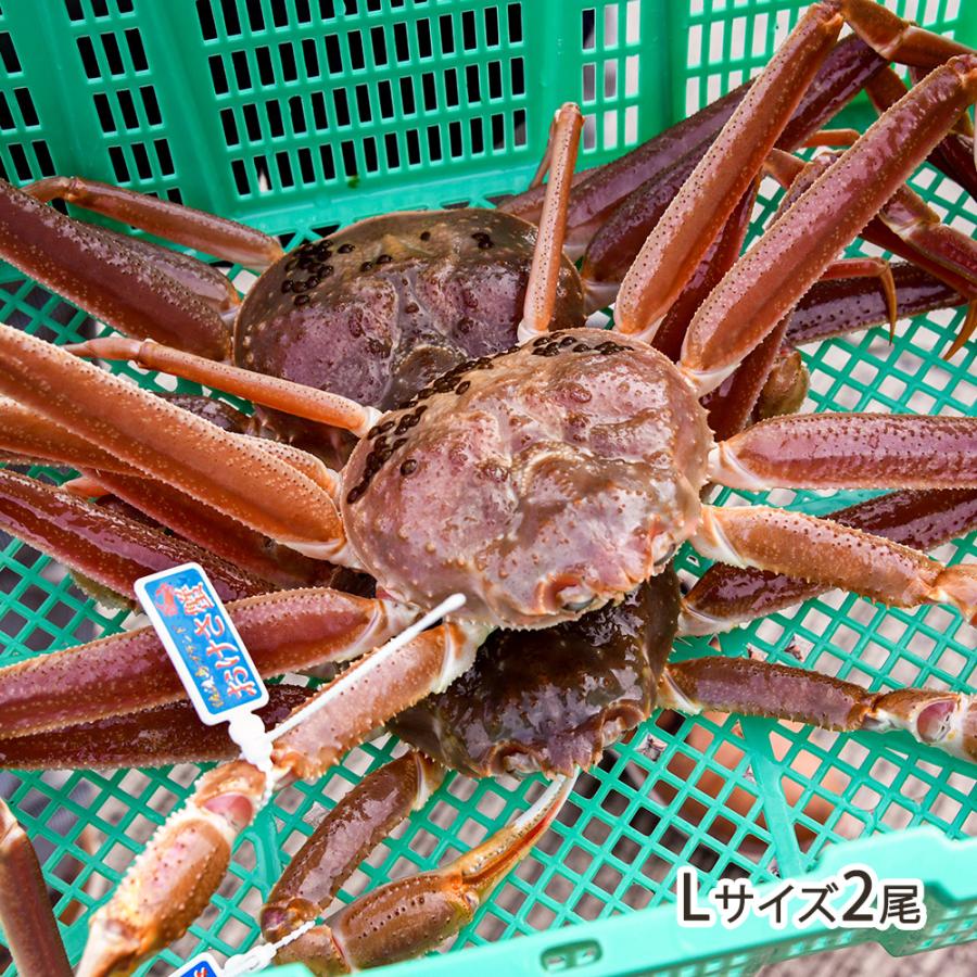 活本ズワイガニ「おけさ蟹」  1