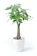 観葉植物の専門店 彩植健美 パキラ 7号鉢 1