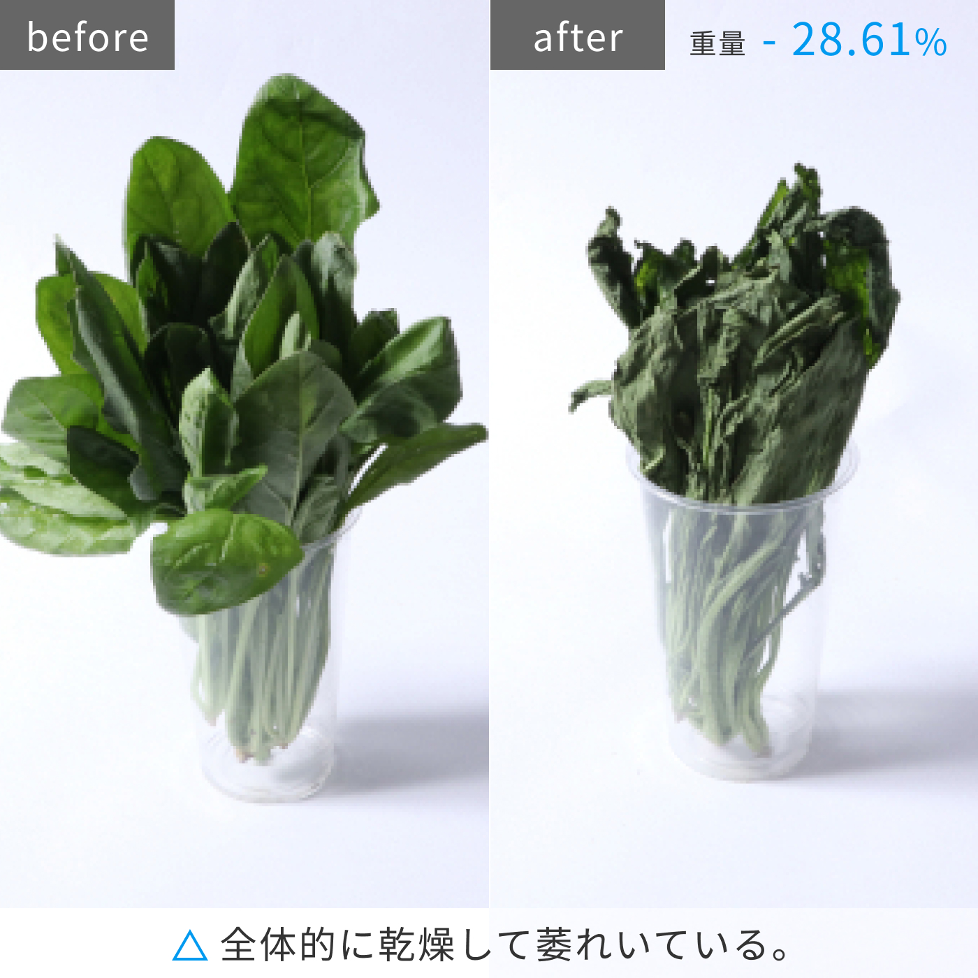 Vタイプ／まんなか野菜 19