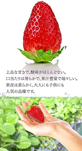 旬な朝摘みいちご 2