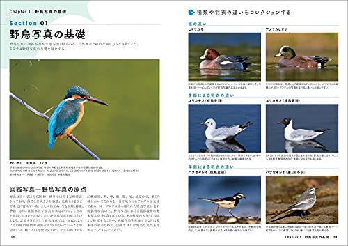 野鳥写真の教科書 2