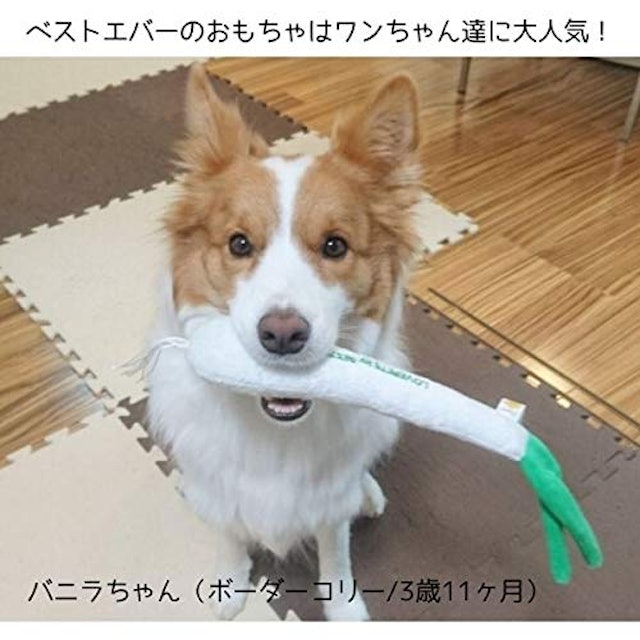 21年 犬用噛むおもちゃのおすすめ人気ランキング14選 Mybest 21年 犬用噛むおもちゃのおすすめ人気ランキング14選 Mybest