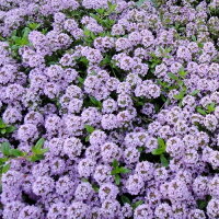 22年 ハーブ初心者向け苗のおすすめ人気ランキング10選 Mybest