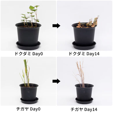効き始めはゆっくりでも、14日後には2種とも枯れた見た目に