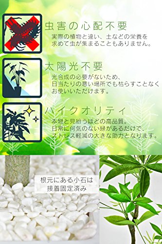 パキラ 3