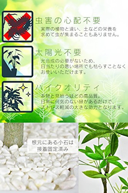 パキラ 3