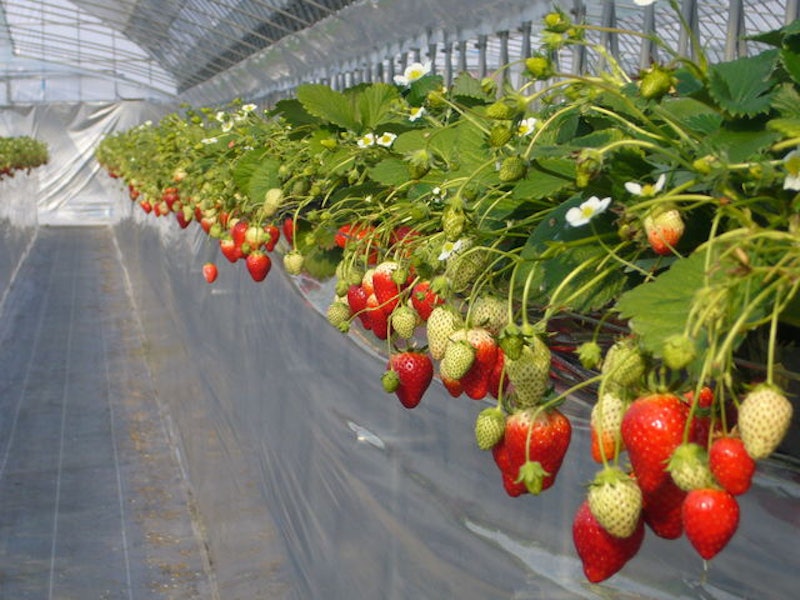 21年 関東近郊のイチゴ狩りスポットおすすめ人気ランキング選 食べ放題 持ち帰りもok Mybest 21年 関東近郊のイチゴ狩りスポットおすすめ人気ランキング選 食べ放題 持ち帰りもok Mybest