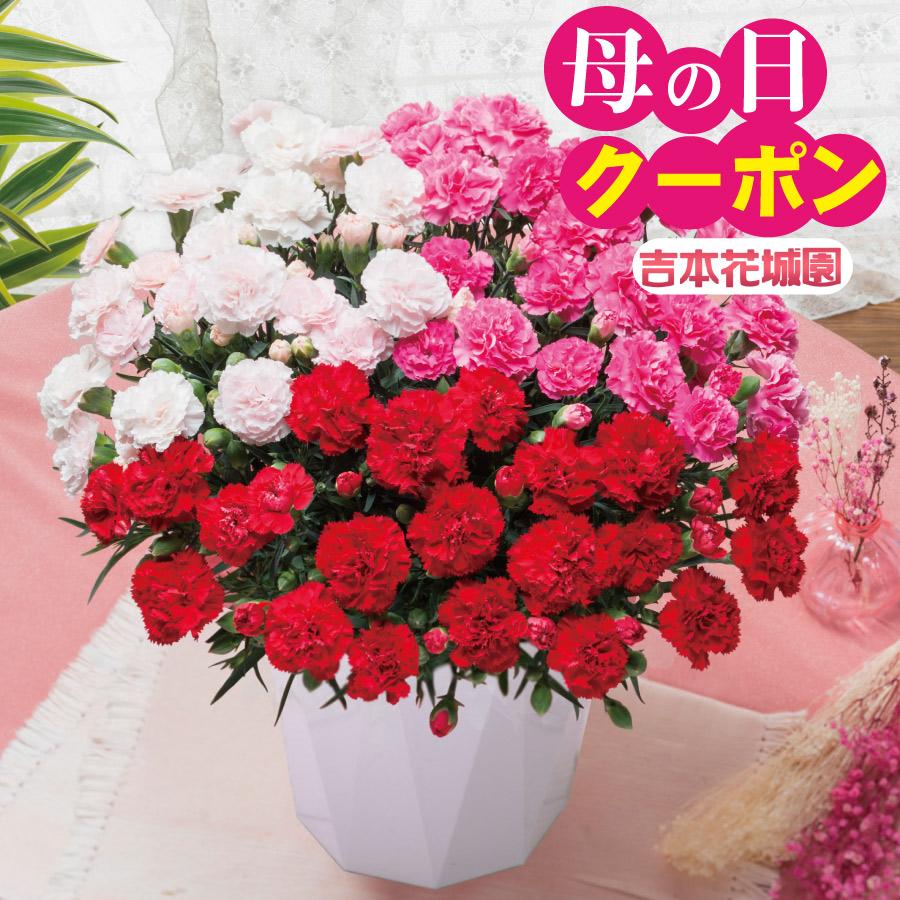 カーネーション 鉢植え 1