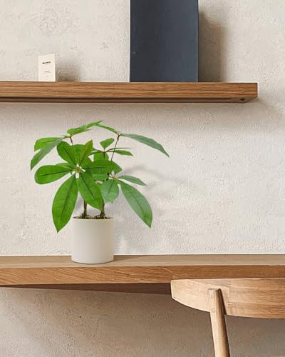 人工観葉植物 パキラ 3