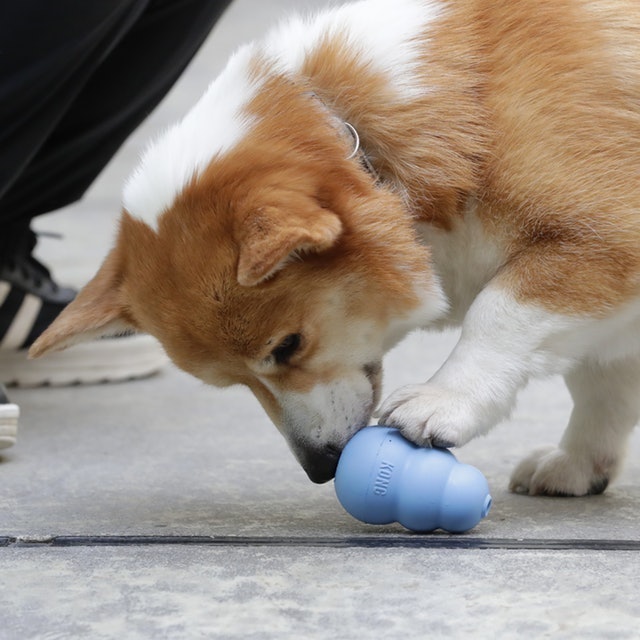徹底比較 犬用おもちゃのおすすめ人気ランキング15選 ボール ぬいぐるみ 知育玩具も Mybest