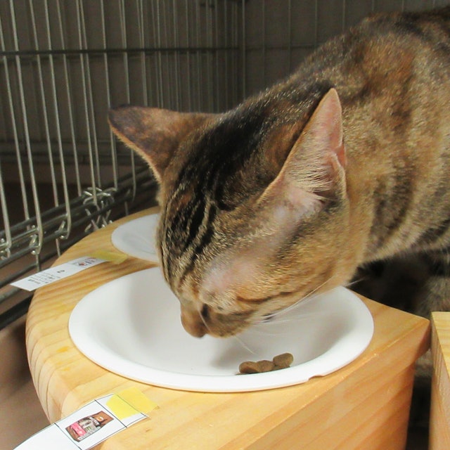ニュートロ ワイルドレシピ 猫を全30商品と比較 口コミや評判を実際に使ってレビューしました Mybest