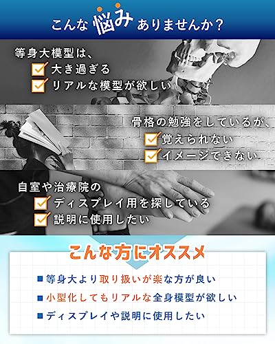 全身骨格模型  3