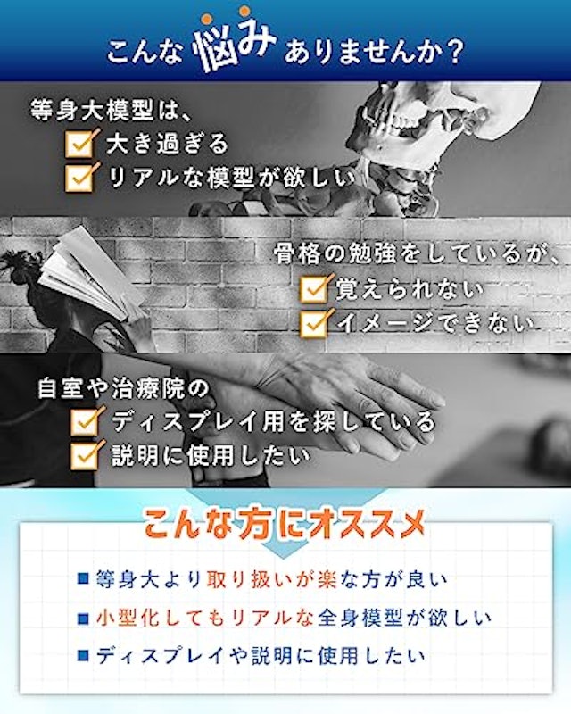 全身骨格模型 3