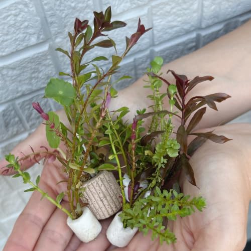 おまかせ水草セット 1