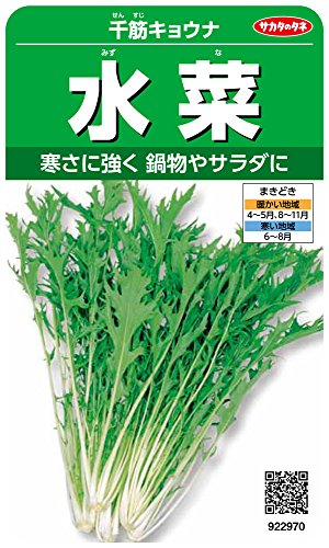 千筋キョウナ 1