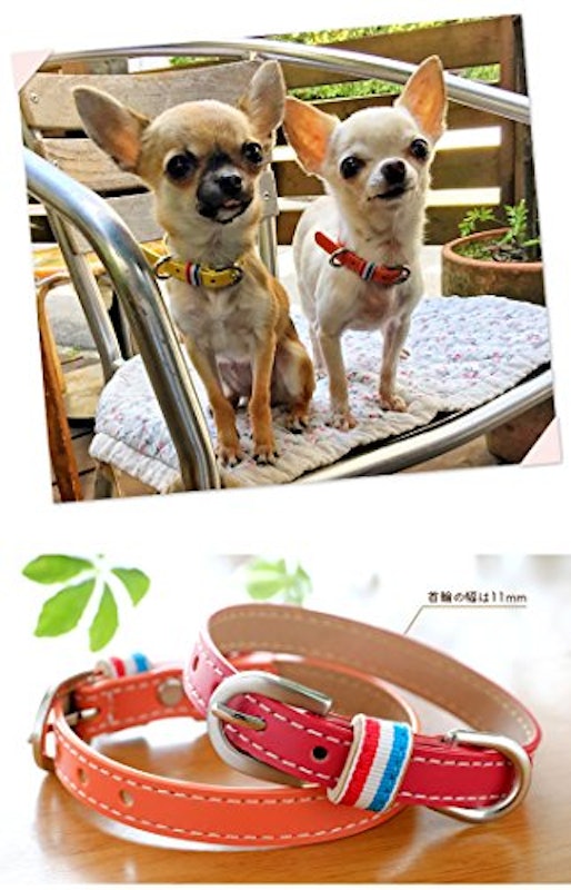 超小型犬・小型犬専用首輪 5