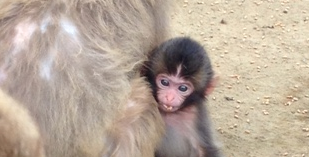 高尾山さる園・野草園 2