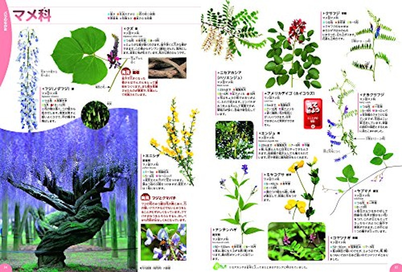 植物 3
